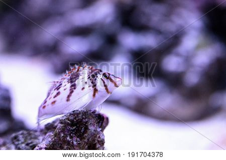 Falco Hawkfish Cirrhitichthys Falco