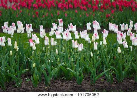 Plantations of Tulips miliarity decorative white. Flowers tulips Burgundy - luxury of the Dutch variety. Tulip Lily exquisite. Cup-shaped flower.