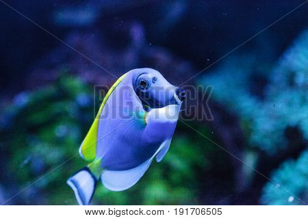 Powderblue Tang Fish Acanthurus Leucosternon