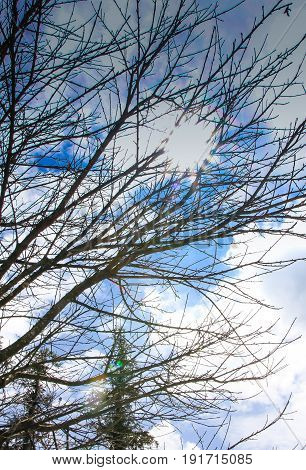 The big tree with the full leaf and the shading with the sky. For the background and decorate .