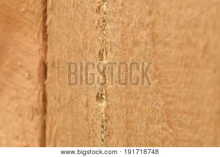 The flowing resin on the Board of pine wood