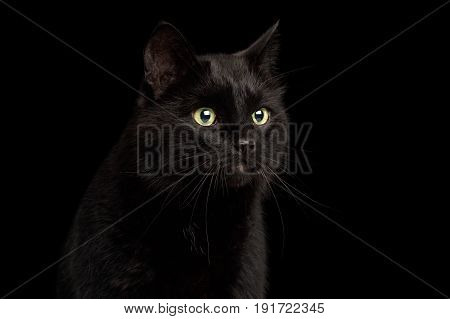 Portrait of Curious Black Cat with Alert face on Isolated Dark Background, front view