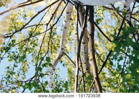 birch forest in sunlight in the morning