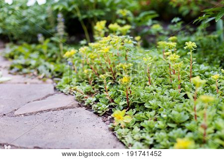 Sedum acre plant (stonecrop or wall-pepper) in bloom with yellow flowers on garden ground in spring. Selective focus.
