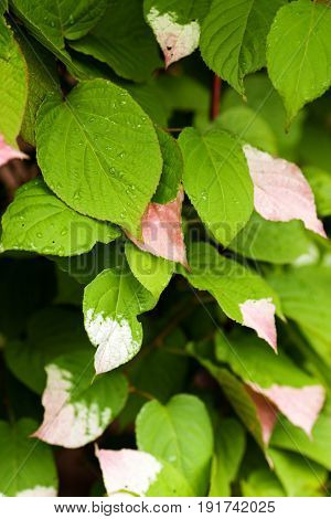 Half colored white and pink green leaves of Variegated Kiwi Vine Kolomikta Vine Arctic Beauty Kiwi Kolomikta Kiwi Schmuckkiwi Strahlengriffel (Actinidia kolomikta).
