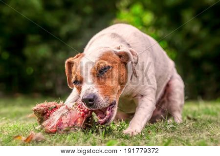 Jack Russell Terrier Female Dog Lying On A Green Field Happily Chewing A Large Raw Bone Full Of Meat