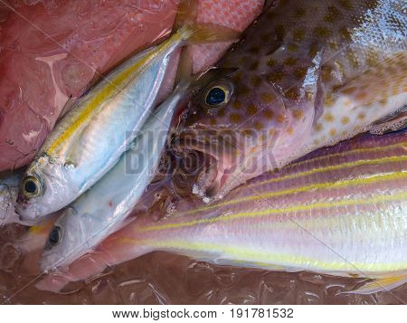 Fresh sea fish in the iced bucket after they were fished from the sea