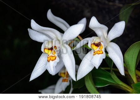 Coelogyne Nitida (wall. Mss.) Lindl.