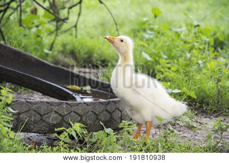 In the summer in the yard one little goslings drink water from a dirty trough.