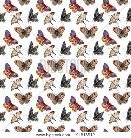 Watercolor butterfly pattern tender insect, intresting moth, isolated wing illustration. Butterfly names: swallowtail, monarch, queen. Aquarelle for background, wrapper pattern, frame or border.
