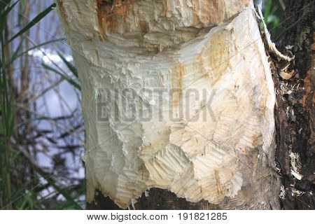 Beavers building dam in river / beaver-damaged tree