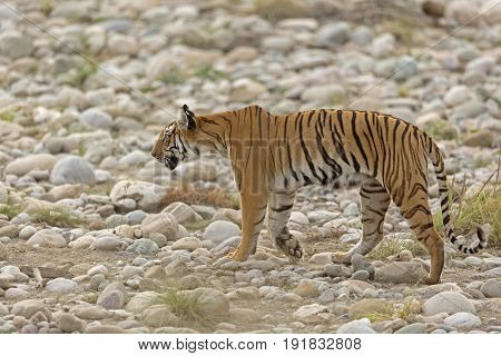 A tigress walking across the river bed, in search of prey