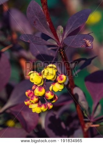 Berberis thunbergii Japanese Barberry flower clusters buds and red leaves with raindrops on dark bokeh background macro selective focus shallow DOF.
