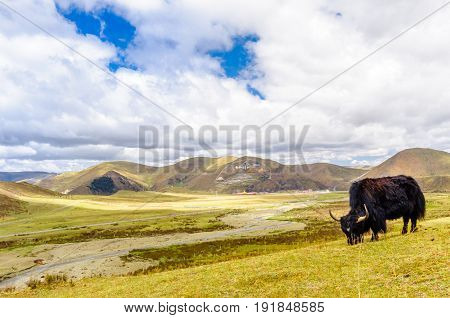View on Yak by tagong grassland in Sichuan