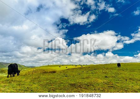 View on Yak goup in the tibetan highlands