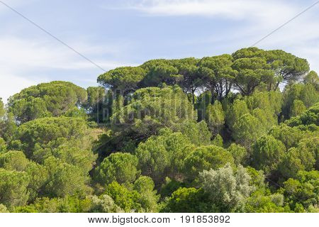 Forest In Santiago Do Cacem