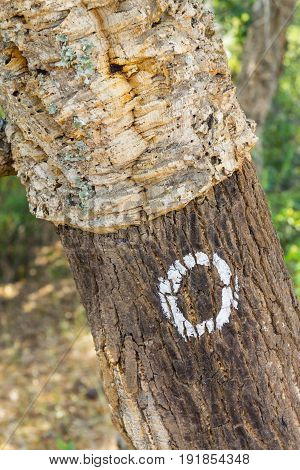 Details Of Cork In A Sobreiro Tree In Santiago Do Cacem
