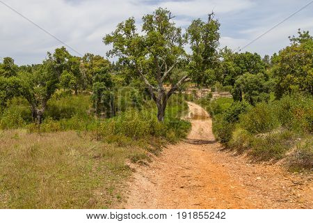 Trail In Cork Tree Forest Santiago Do Cacem