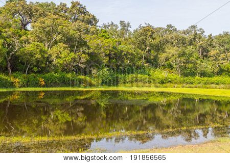 Forest And Lake In Vale Seco, Santiago Do Cacem
