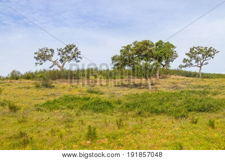 Farm With Cork Tree Forest And Flowers In Vale Seco, Santiago Do Cacem