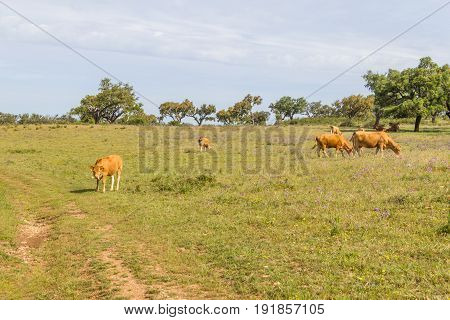 Farm house with cow Cork tree forest and flowers in Vale Seco Santiago do Cacem Alentejo Portugal