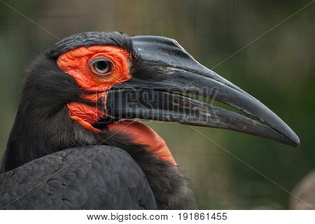 Southern ground hornbill (Bucorvus leadbeateri).