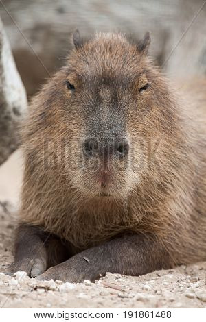 Capybara (Hydrochoerus hydrochaeris). Wildlife animal. 