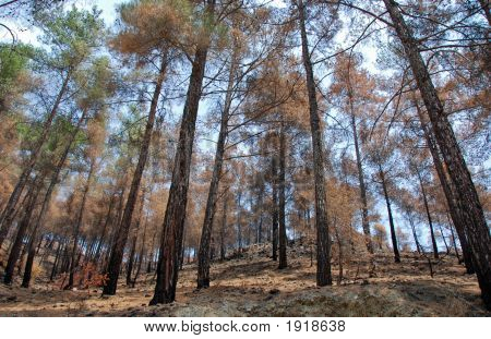 Maradványokat egy erdőtűz