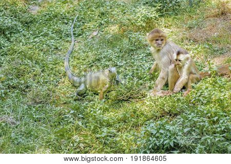 Cebidae Monkeys And Lizard At Zoo
