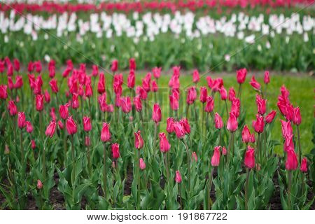 Panorama of plantations of Tulips miliarity decorative red . Flowers tulips Burgundy - luxury of the Dutch variety. Tulip Lily exquisite. Cup-shaped flower.