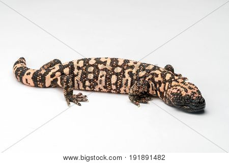 Gila Monster Lizard on White Background Isolated