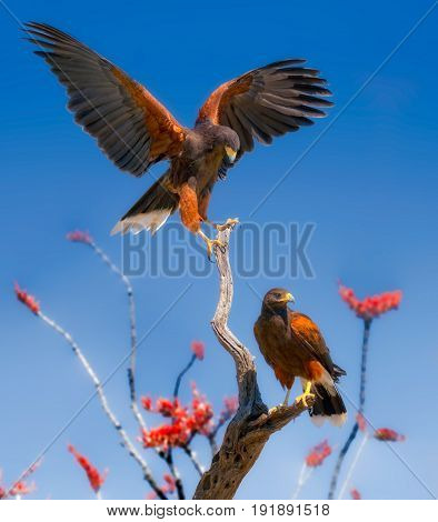 Harris Hawks on Ocotillo Branches with Red and Orange Flowers