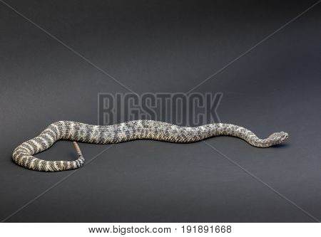 Rattlesnake on plain background isolated black paper