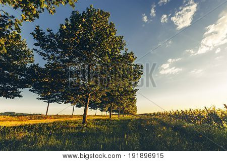 Row Of Trees And Vineyards Along The Road Picturesque Rural Landscape
