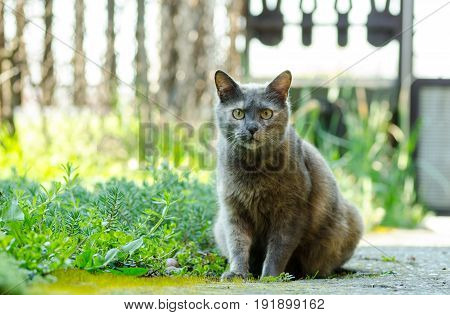 Cat in the garden. Domestic cat portrait. Cat life.