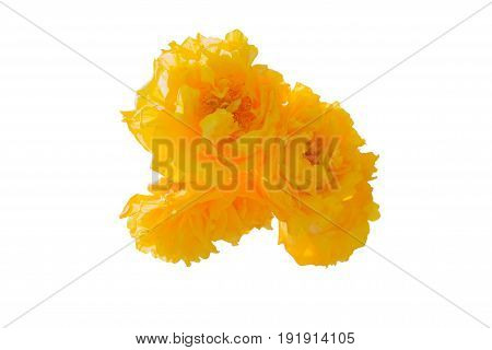 Cochlospermum Regium Yellow Flower Isolated On White