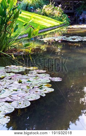 Lotus Or Water Lily