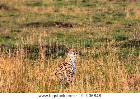 Observation point in the savanna. Kenya, Africa