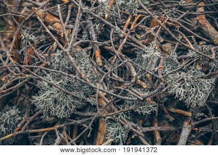 Brushwood background. Broken branches texture and background. Organic backgrounds. Tree broken branches in the forest. Abstract texture and background for designers.