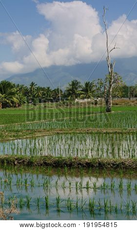 Newly planted rice stalks in the fields, portrait
A portrait view of rice paddies with rows of newly planted rice stalks