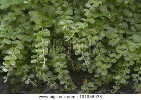 Moss (Tetraphis pellucida) close up shot local focus