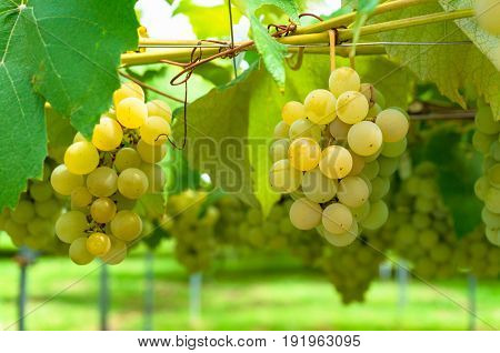 White Grape Vine