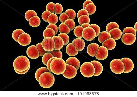Bacteria Neisseria gonorrhoeae, gonoccoccus, diplococci which cause sexually transmitted infection gonorrhoea. 3D illustration