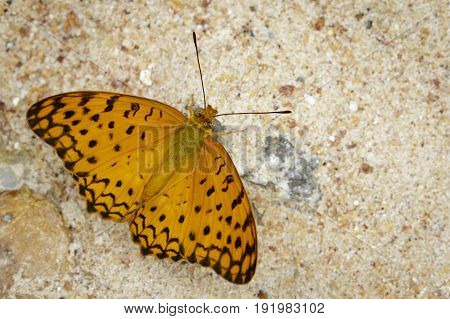 Image of The Common Leopard Butterfly (Phalanta phalantha) on nature background. Insect Animal