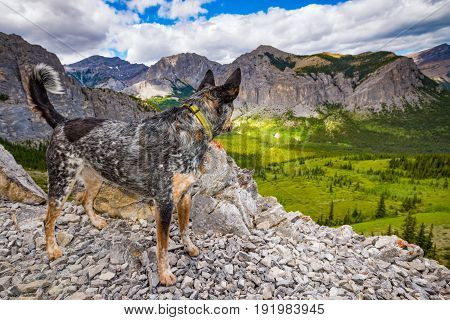 Blue Heeler dog hiking Mount John Laurie (Yamnuska) in the summertime Alberta Canada