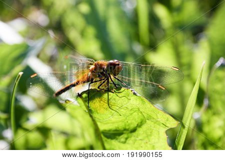 An orange dragonfly on a blade of grass. Close shooting with transparent wiry wings. Photo for your design