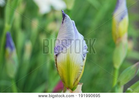 Iris, a bud of a gently blue color