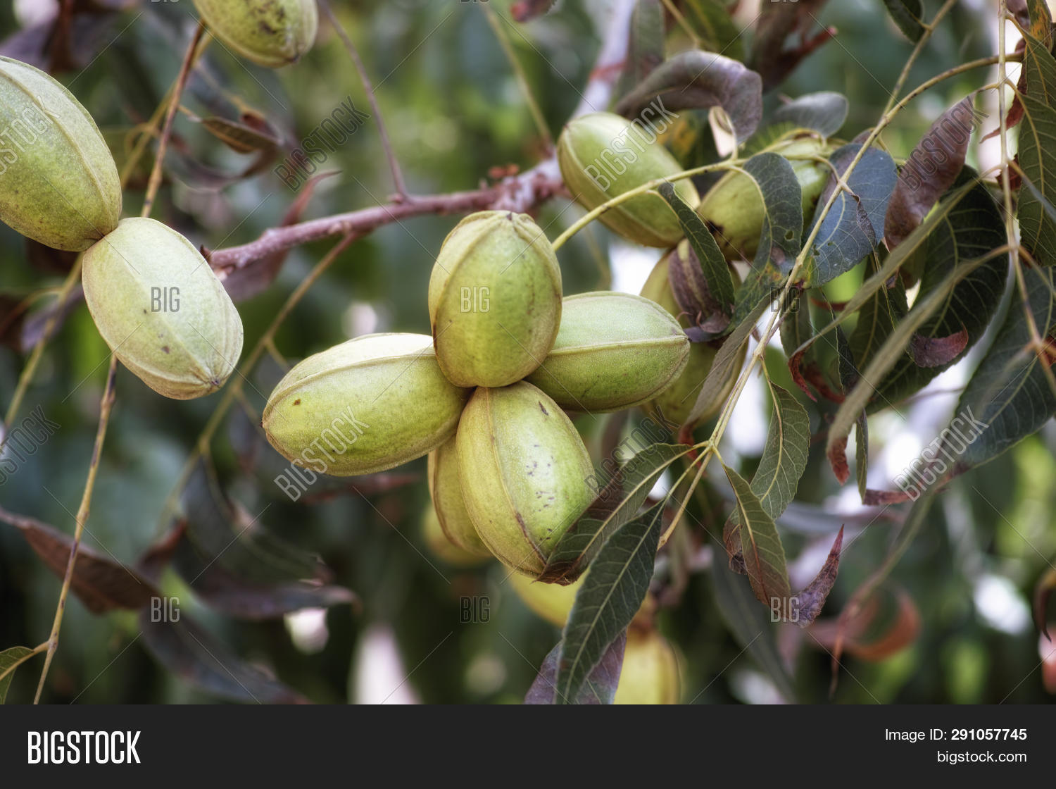 Young Pecan Nuts Image & Photo (Free Trial) Bigstock