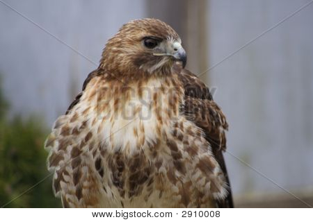 Red-Tail Hawk