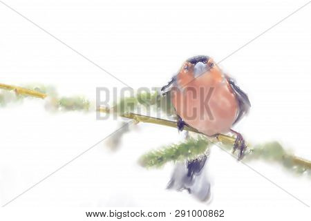 Drawings Watercolor Style. Spring Red Chaffinch Bird